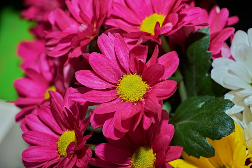 Colores de la margarita: el significado de las flores más alegres