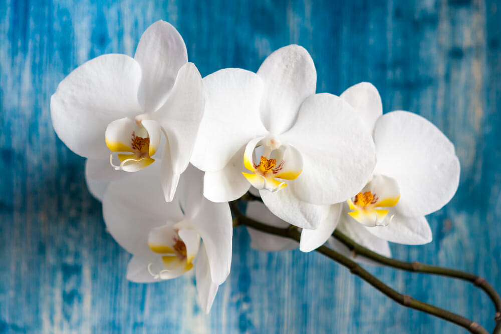 Orquidea blanca