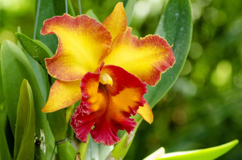 Orquídea Cattleya amarilla