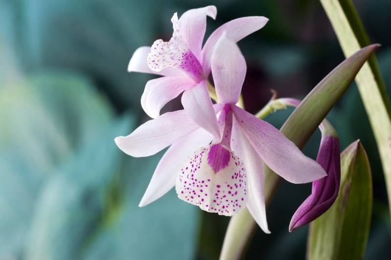 Orquídea Cattleya rosa