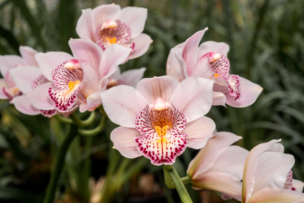 Orquídea Cymbidium
