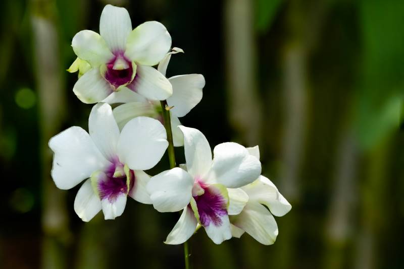 orquídea Dendrobium