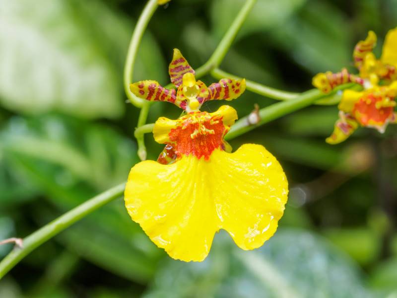 Orquídea Oncidium