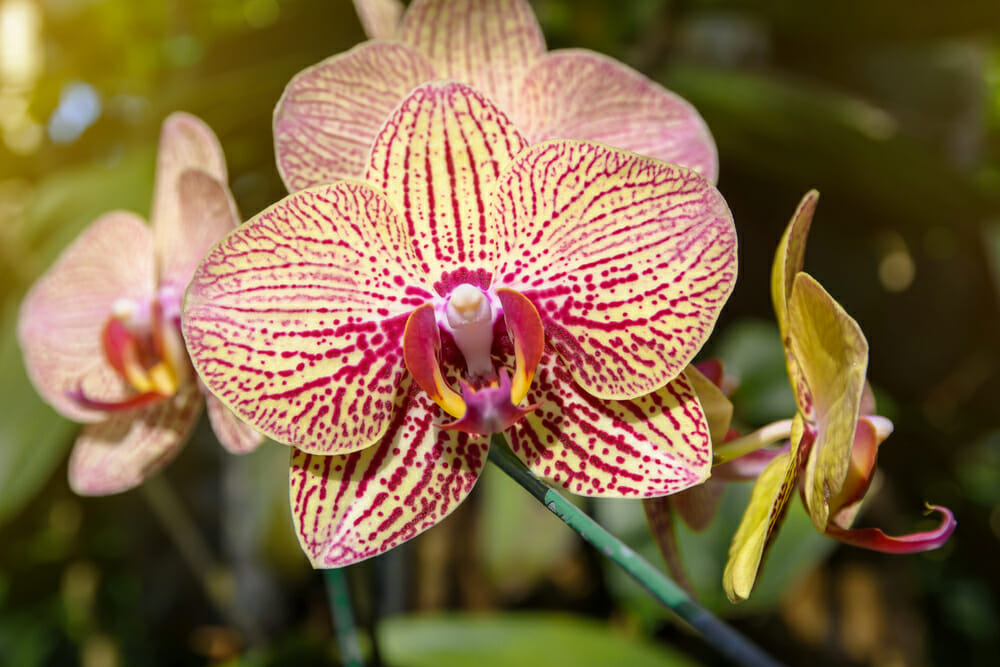 Orquídea Phalaenopsis