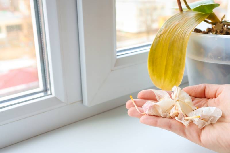 mi orquídea pierde sus flores