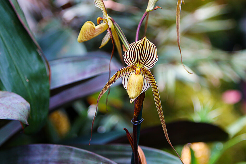 Orquídea Paphiopedilum