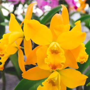 orquídeas amarillas