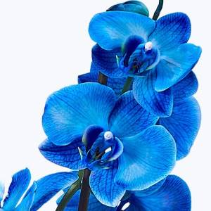 orquídeas azules