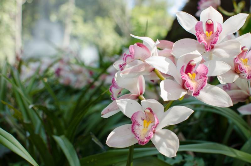 orquídeas Cymbidium