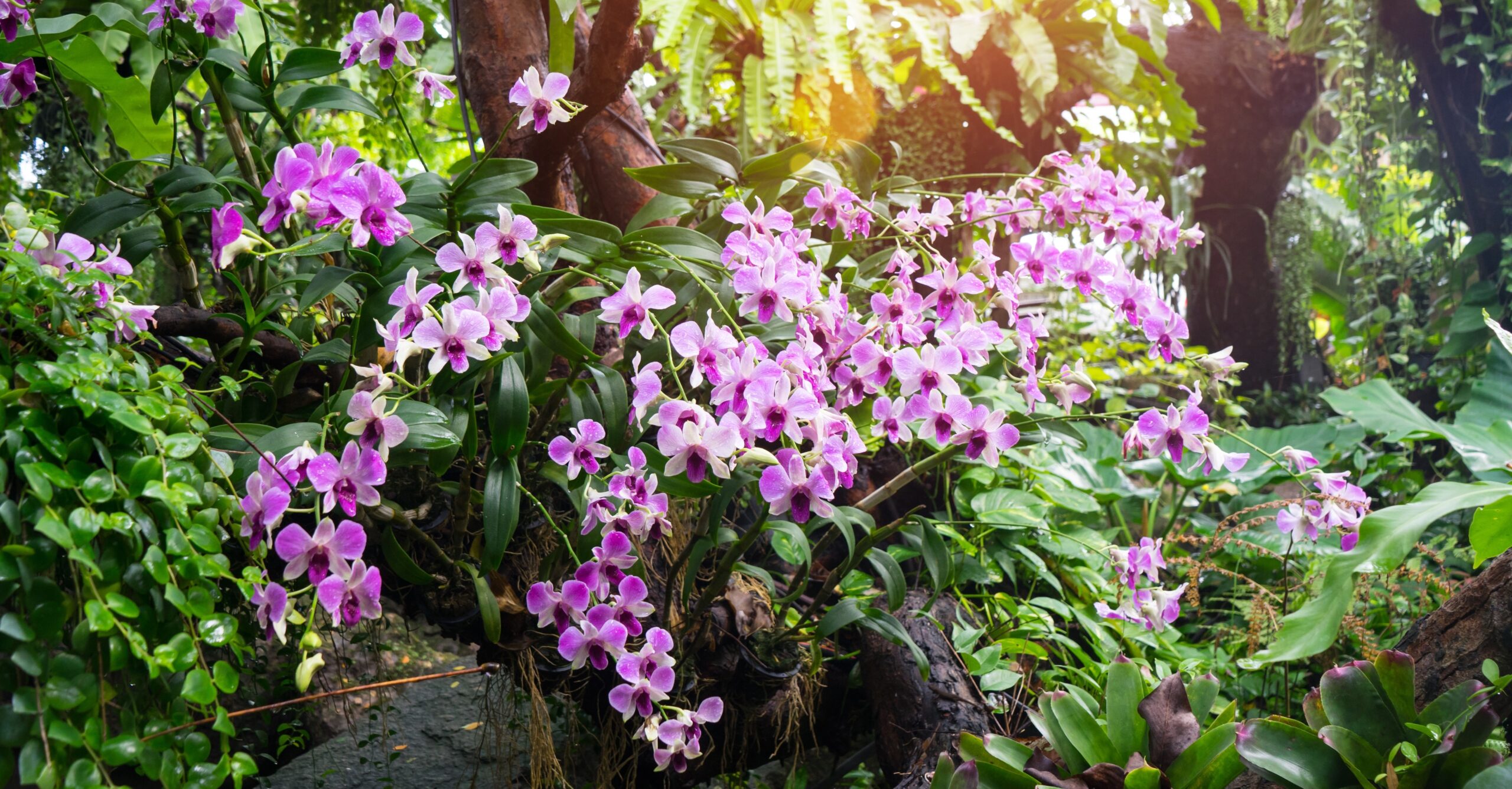 Orquídeas de exterior