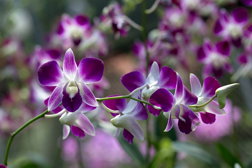 Orquídeas Dendrobium