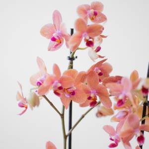 orquídeas rosas