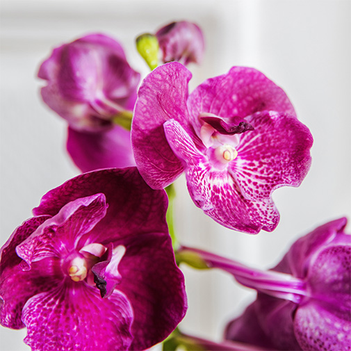 orquidea vanda morada