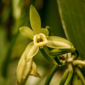 orquídeas verdes