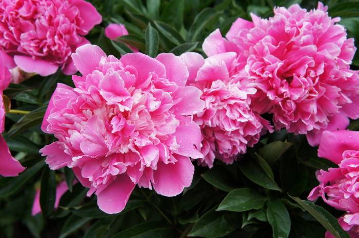 Lindas Flores Cor-de-rosa Se Fecham. a Peônia é Um Gênero De Herbáceas  Perenes E Arbustos Caducos Como Peões Ilustração Stock - Ilustração de  roxo, presente: 273128656