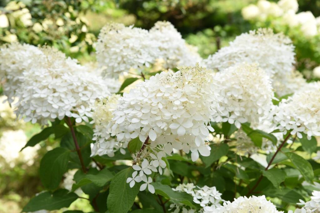 hydrangea paniculata blanca