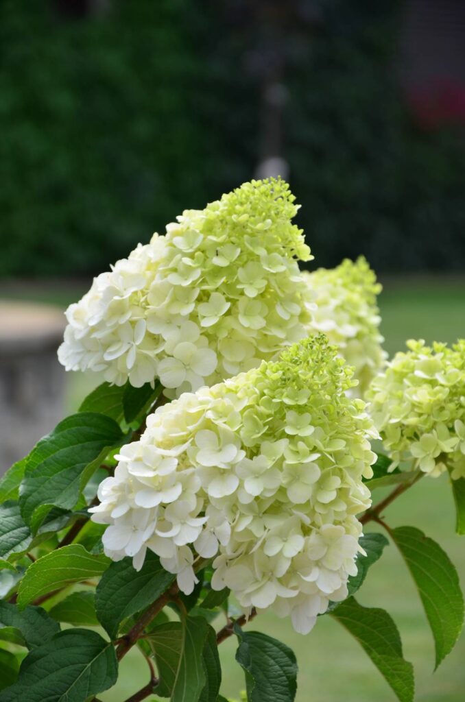 hydrangea paniculata limelight