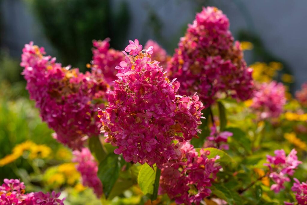 hydrangea paniculata rosa