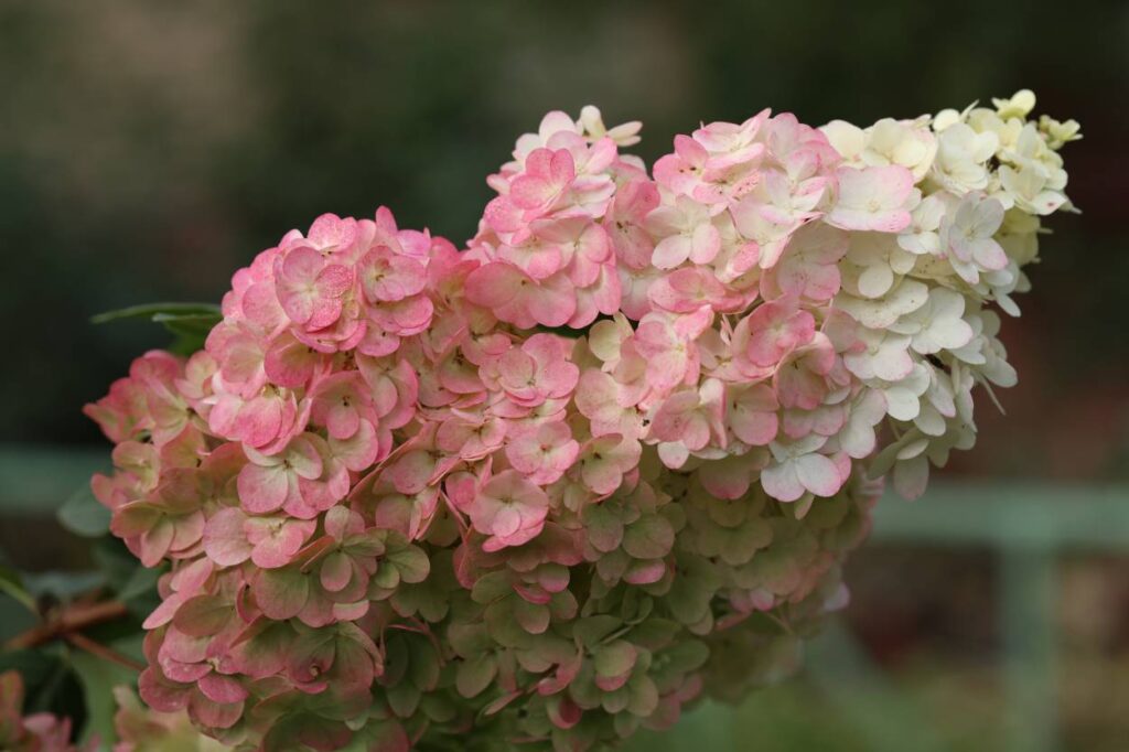 hydrangea paniculata vanille fraise