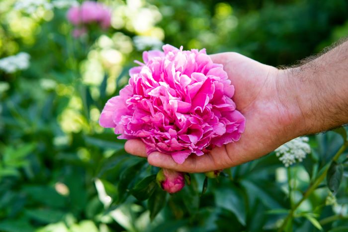 Lindas Flores Cor-de-rosa Se Fecham. a Peônia é Um Gênero De Herbáceas  Perenes E Arbustos Caducos Como Peões Ilustração Stock - Ilustração de  roxo, presente: 273128656