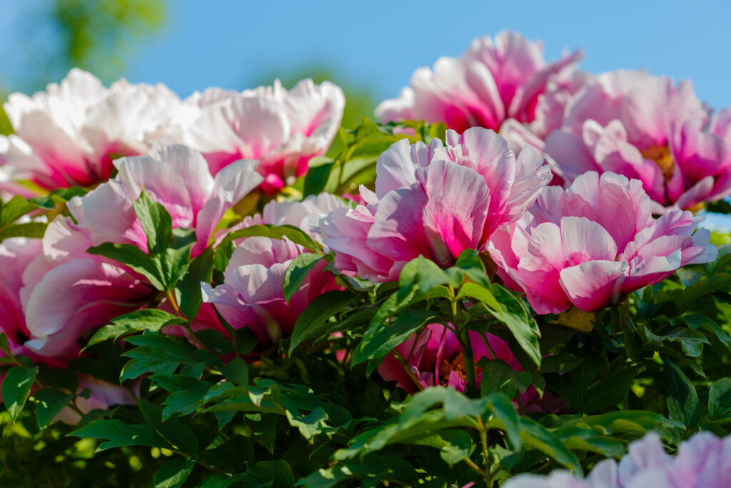 Peonías suffruticosa rosas