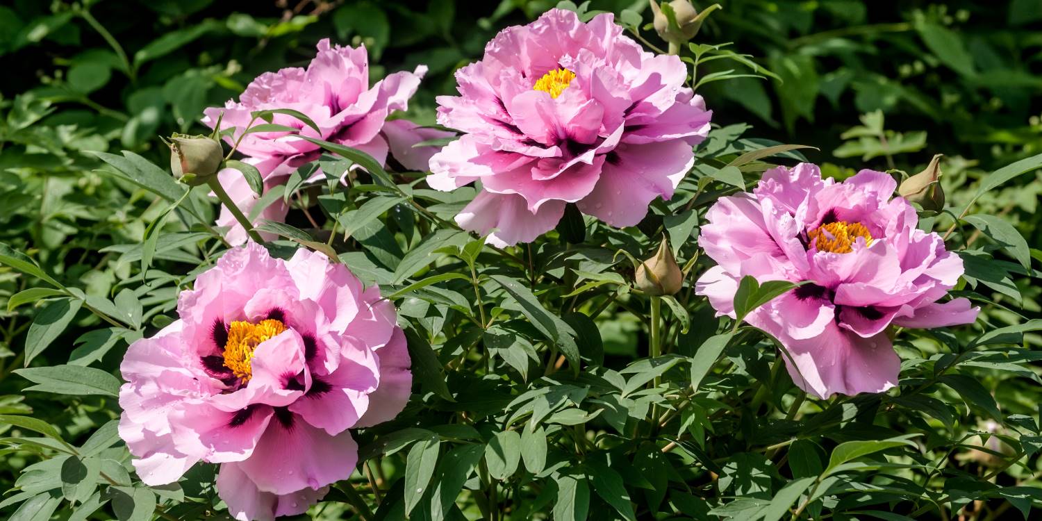 Peonias arbustivas rosas