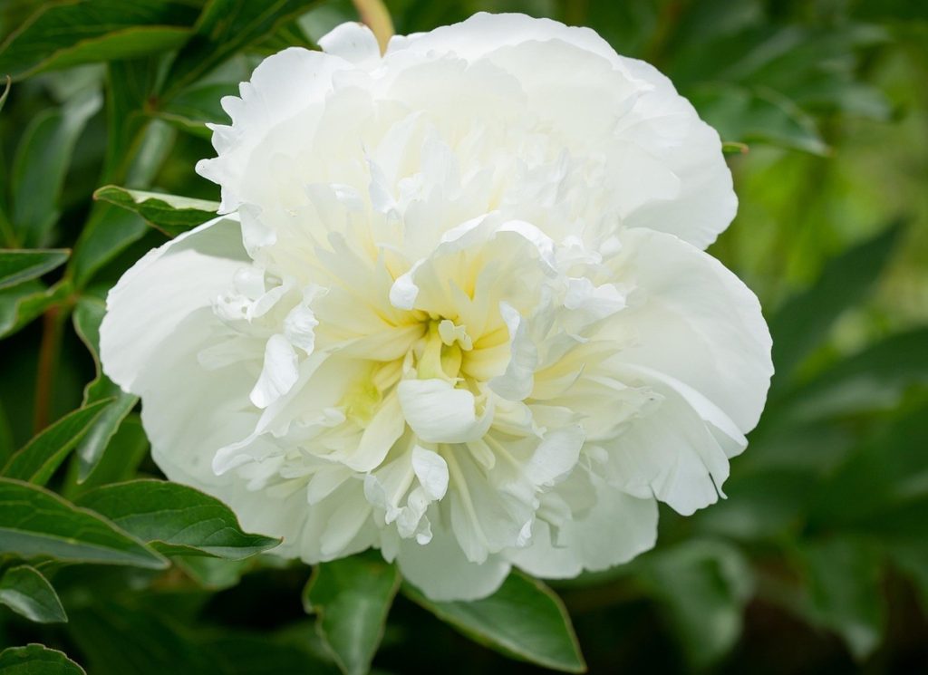 Peonías blancas​