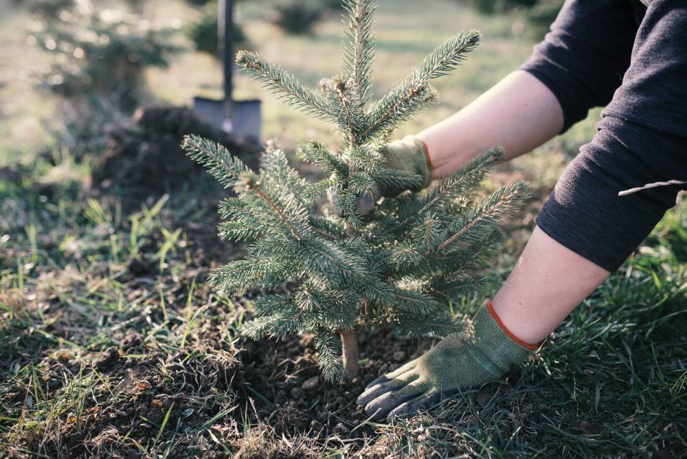 Cómo plantar o replantar tu árbol de Navidad