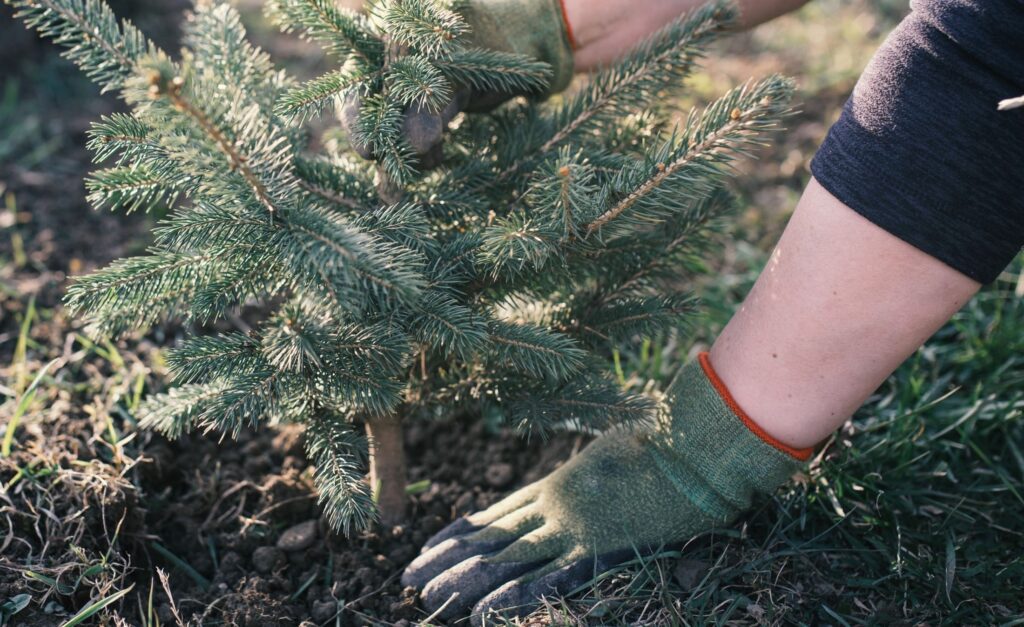 Cómo cuidarlo, cuánto tiempo dura, dónde colocarlo Todo lo que deberías  saber si te estás planteando comprar un árbol de Navidad natural para  decorar tu hogar