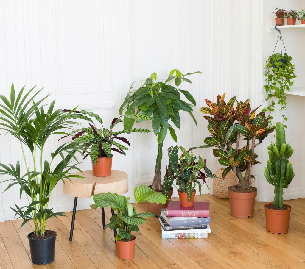 Plantas de América Latina