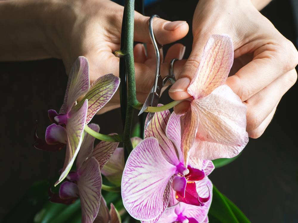 podar una orquídea