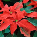 poinsetia