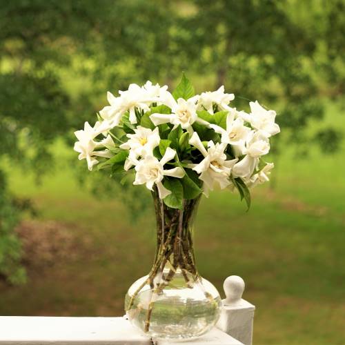 Ramo de gardenia blanca