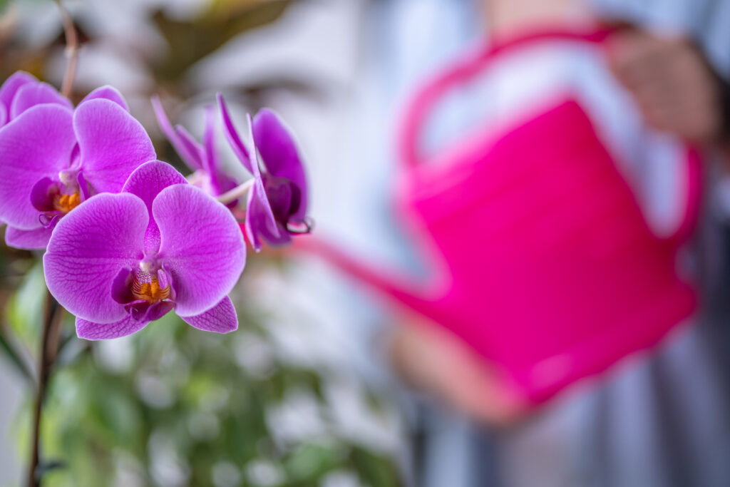 Riego de las orquídeas 