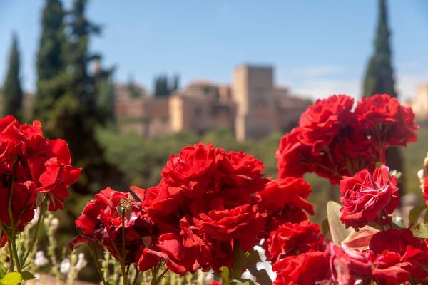 La Rosa de la Alhambra