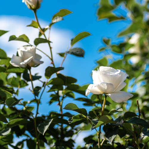 Un rosal de color blanca