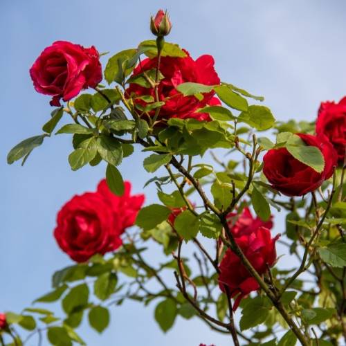 Un rosal de color roja