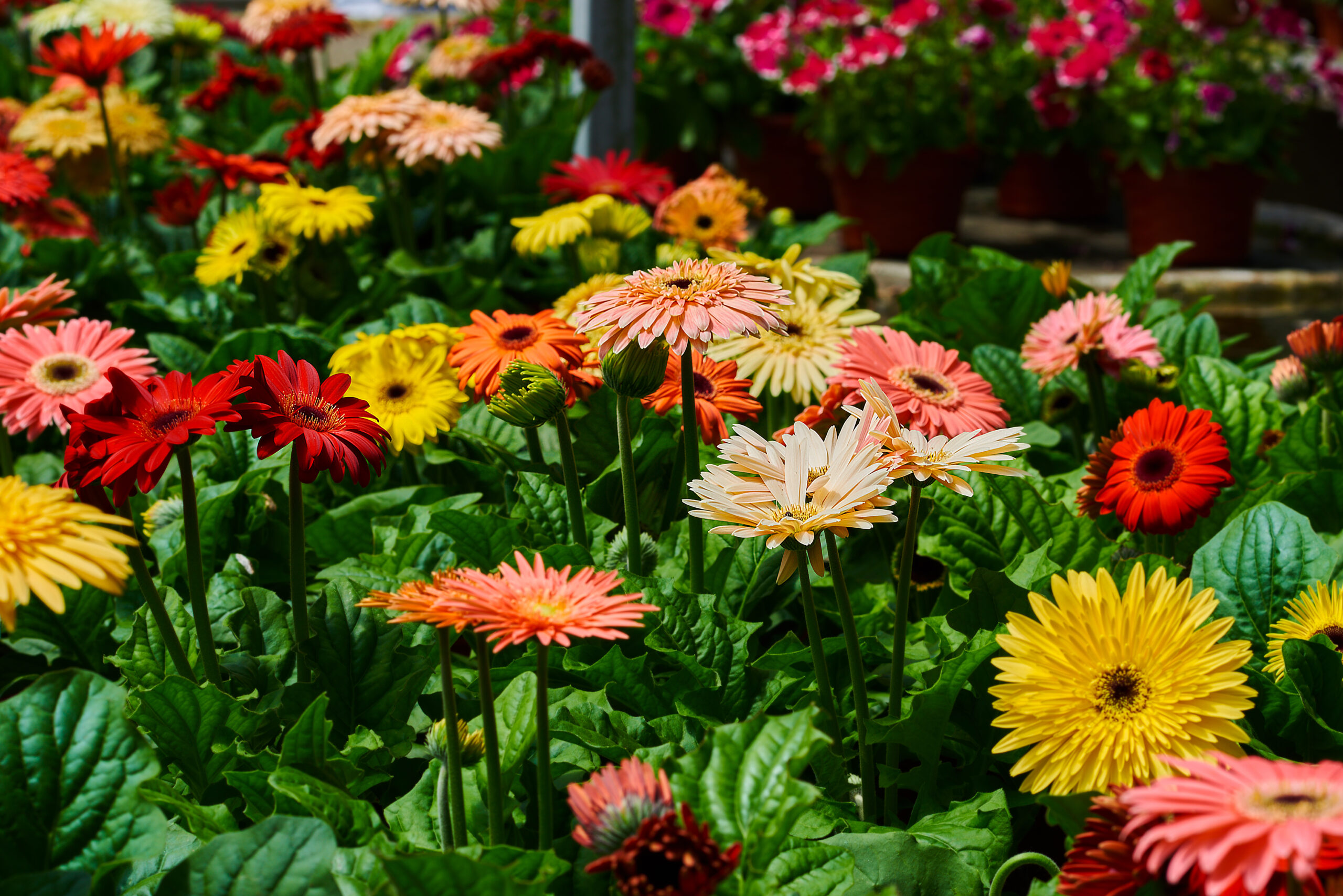 gerberas exterior