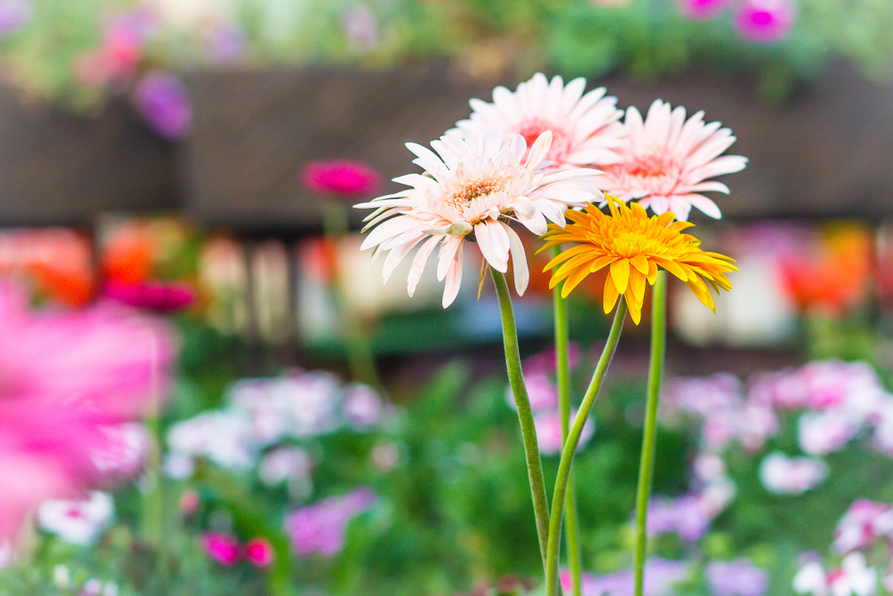 gerbera flor