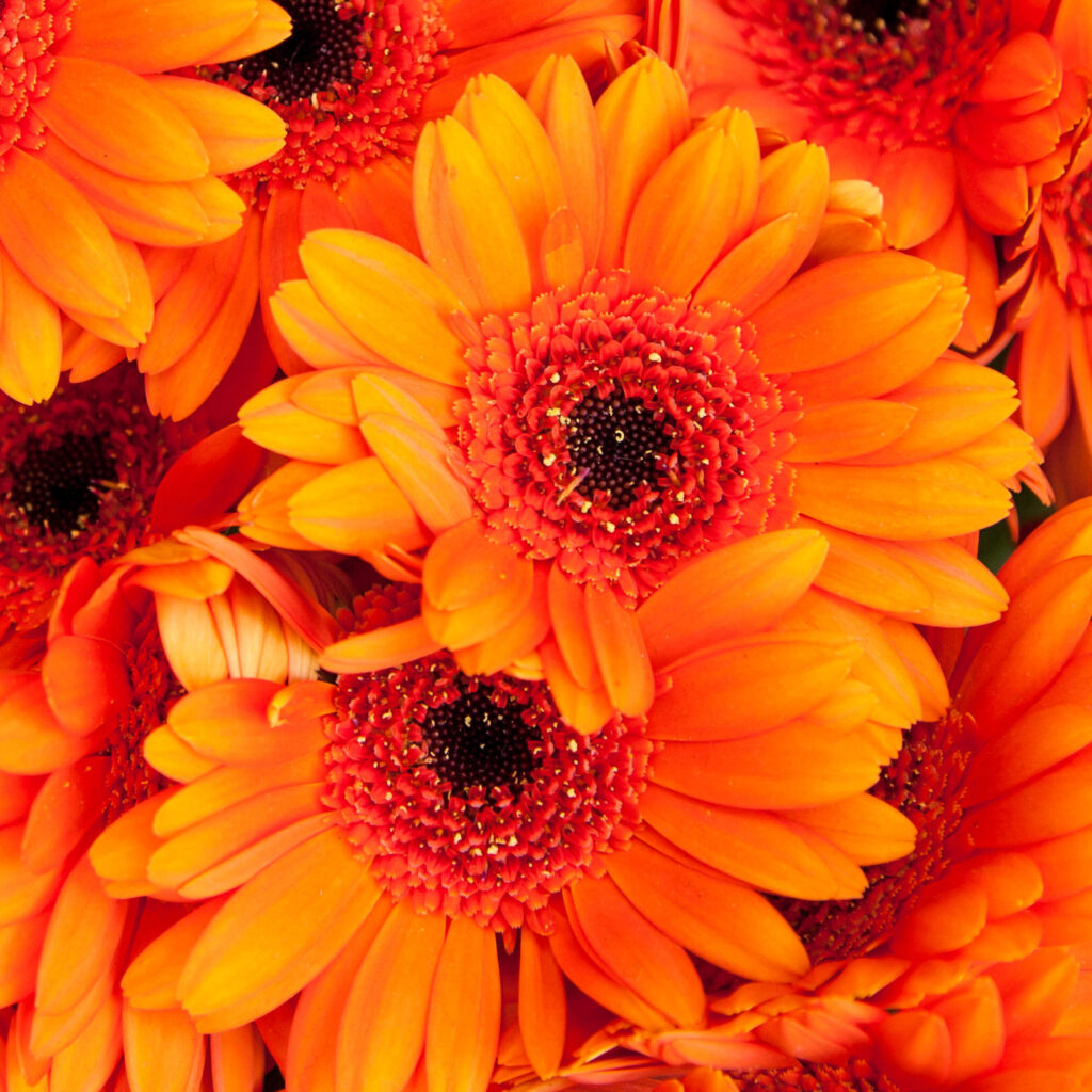 gerbera naranja