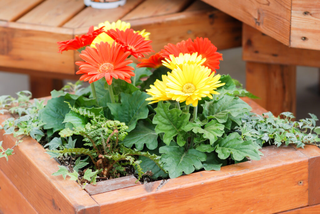 Gerberas en maceta