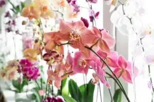Orquídeas