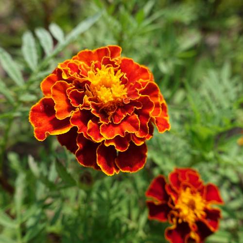 Tagetes de color naranja