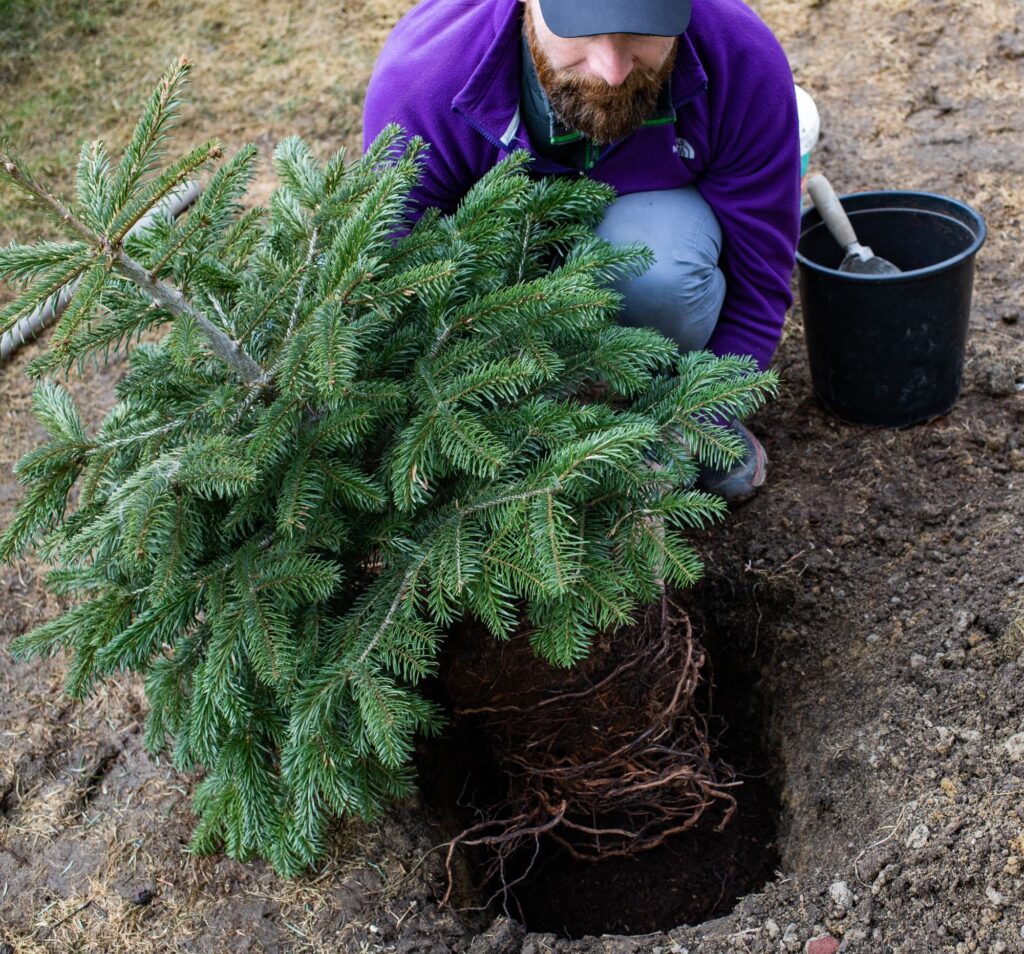Cómo cuidarlo, cuánto tiempo dura, dónde colocarlo Todo lo que deberías  saber si te estás planteando comprar un árbol de Navidad natural para  decorar tu hogar