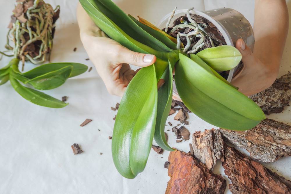 Cómo trasplantar una orquídea