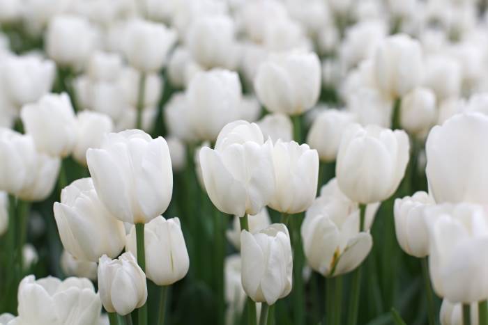 tulipan blanco