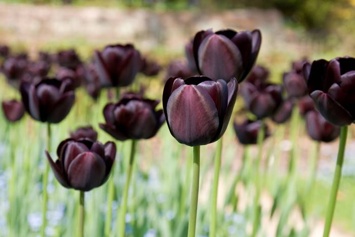 tulipanes negros