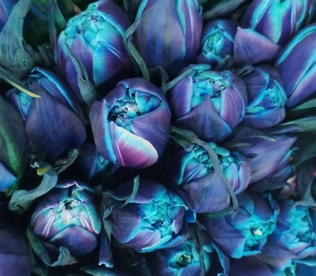 tulipanes azules