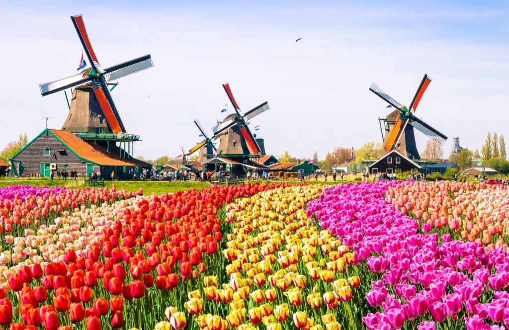 Molinos de viento y tulipanes de Holanda