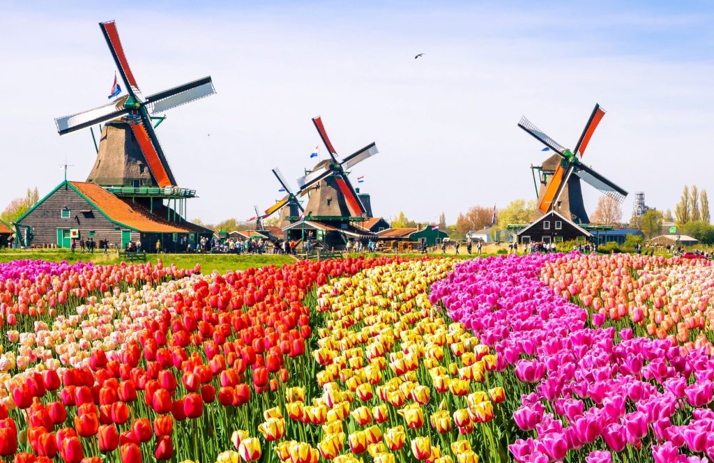 Tulipanes Holanda